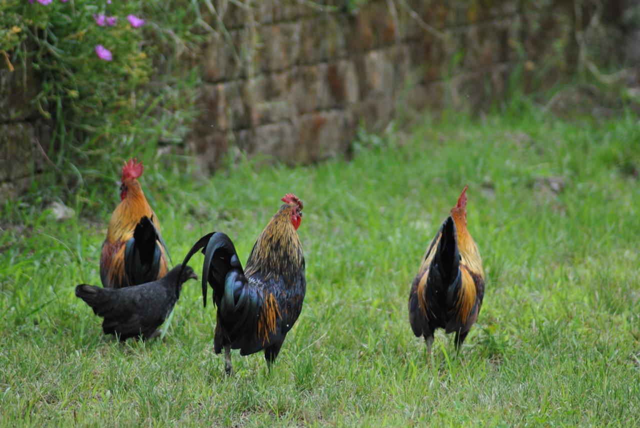 Agriturismo La Sforzata โกลเลญโญ ภายนอก รูปภาพ